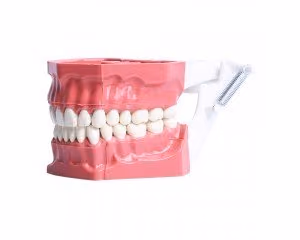 Adana Tipi Fantom Çene Modeli